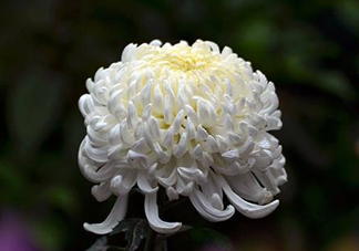 八月份能扦插菊花嗎？菊花可以8月份扦插嗎？