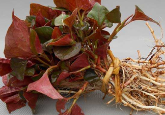 魚腥草什么季節(jié)吃最好？魚腥草什么時候吃最好