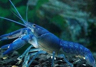 七彩神蝦好吃嗎？七彩神蝦的營養(yǎng)價(jià)值