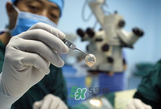 豬眼角膜可以移植嗎_用豬眼角膜能看見嗎 豬眼角膜可以移植嗎_用豬眼角膜能看見嗎