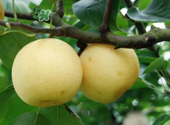 雪梨是涼性還是熱性？雪梨是寒性水果嗎？