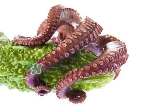 八爪魚什么季節(jié)最好吃？八爪魚什么時(shí)候有籽？