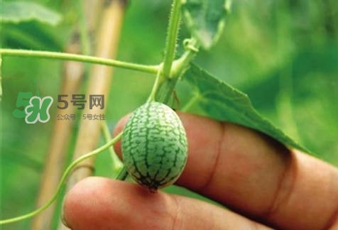 世界上最小西瓜來了 世界上最小西瓜怎么吃？