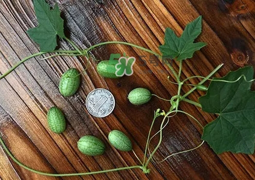 拇指西瓜多少錢一斤？拇指西瓜一口能吃幾個(gè)？