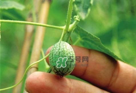 拇指西瓜怎么種？拇指西瓜為什么那么小