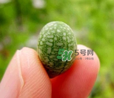 拇指西瓜什么時(shí)候上市？拇指西瓜什么時(shí)候成熟