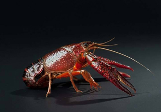 吃小龍蝦什么會(huì)得橫紋肌溶解癥？橫紋肌溶解癥嚴(yán)重嗎