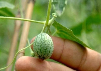 拇指西瓜什么時候上市？拇指西瓜什么時候成熟