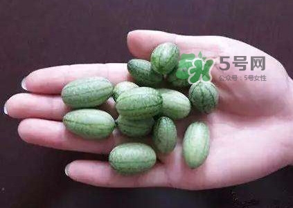 拇指西瓜怎么種？拇指西瓜為什么那么小