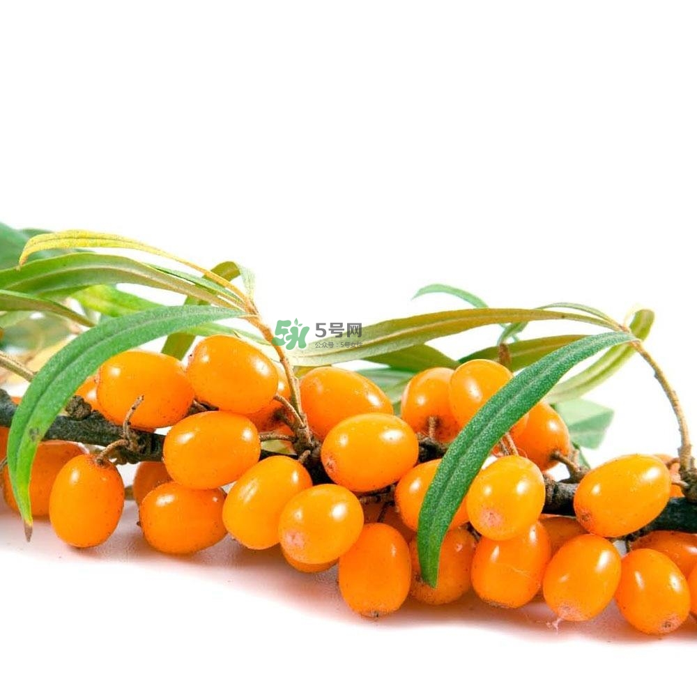 沙棘怎么吃？沙棘果的食用禁忌