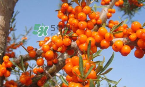 沙棘是酸性還是堿性？沙棘是涼性還是熱性？