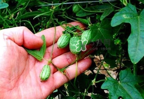 世界上最小西瓜是轉(zhuǎn)基因嗎？世界上最小西瓜有多大