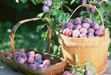 烏梅是酸性還是堿性？烏梅是熱性還是涼性