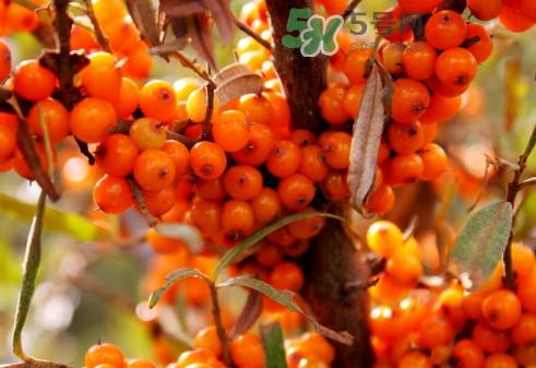 沙棘是酸性還是堿性？沙棘是涼性還是熱性？