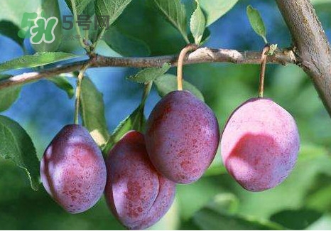 烏梅是綠色的正常嗎？烏梅是綠色的能吃嗎