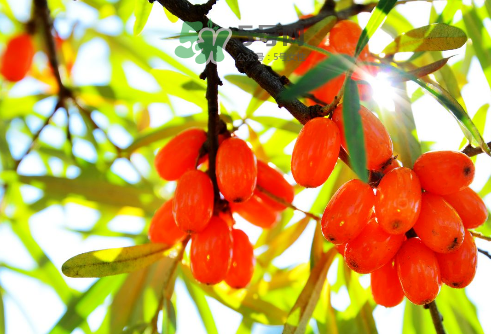 沙棘是酸性還是堿性？沙棘是涼性還是熱性？