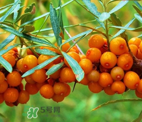 沙棘怎么吃？沙棘果的食用禁忌