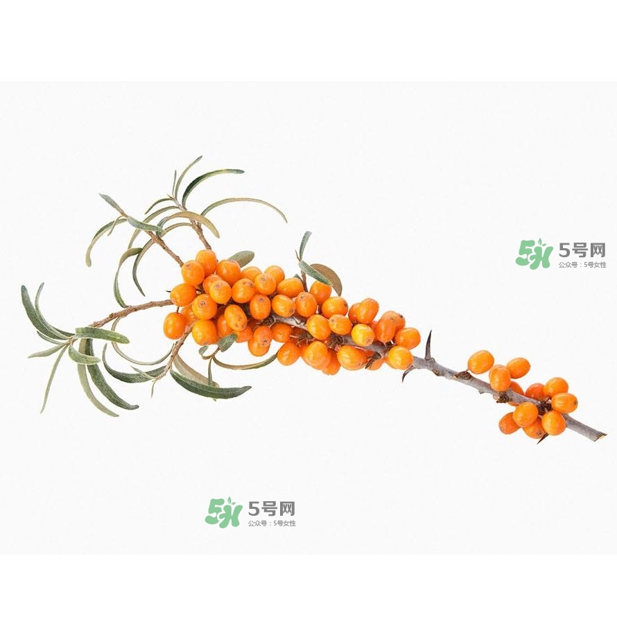 沙棘是什么？沙棘的功效與作用