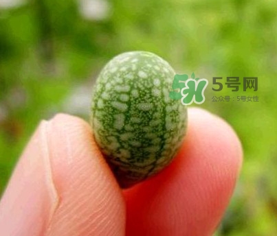 拇指西瓜怎么吃？拇指西瓜好吃嗎