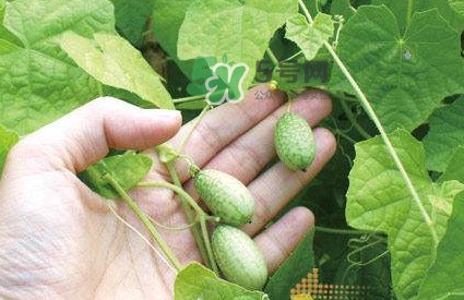 拇指西瓜什么時(shí)候上市？拇指西瓜什么時(shí)候成熟