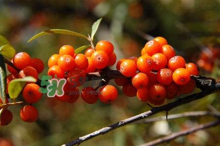 沙棘怎么吃？沙棘果的食用禁忌