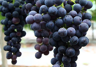 黑提子是涼性還是熱性？黑提是熱性還是涼性？