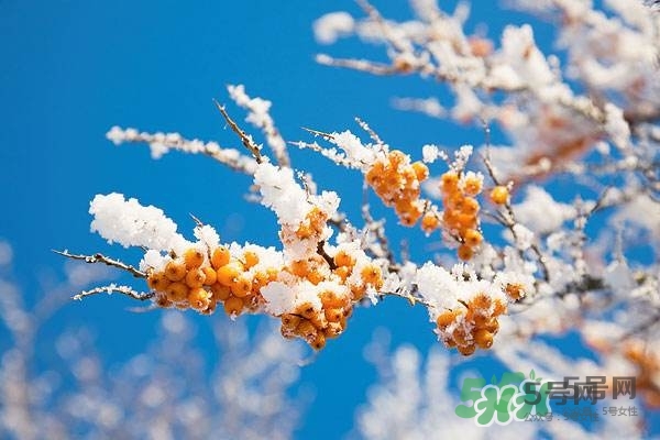 沙棘是什么？沙棘的功效與作用