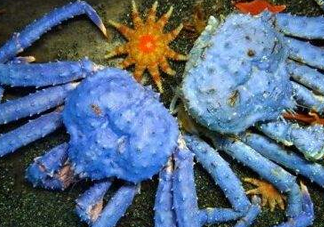 螃蟹腿藍(lán)色的是什么？螃蟹腿為什么是藍(lán)色？