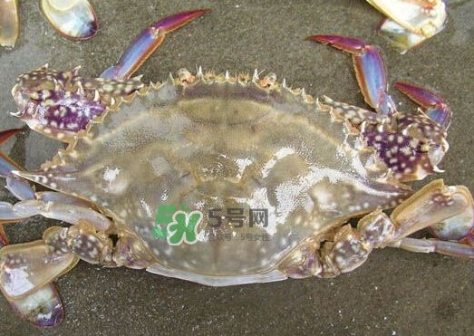 梭子蟹養(yǎng)殖的嗎？梭子蟹養(yǎng)殖和野生的區(qū)別