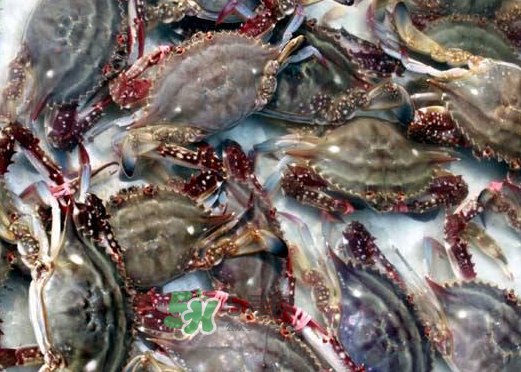 梭子蟹養(yǎng)殖的嗎？梭子蟹養(yǎng)殖和野生的區(qū)別