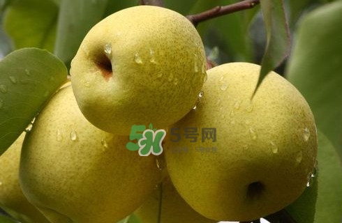 梨子是發(fā)物嗎？梨子是不是不能分著吃