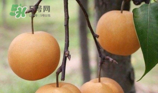 梨子什么時(shí)候吃最好？梨子什么時(shí)候成熟