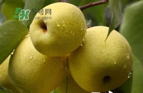 梨子多少錢(qián)一斤？皇冠梨多少錢(qián)一斤？