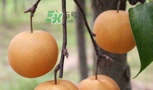 梨子是發(fā)物嗎？梨子是不是不能分著吃