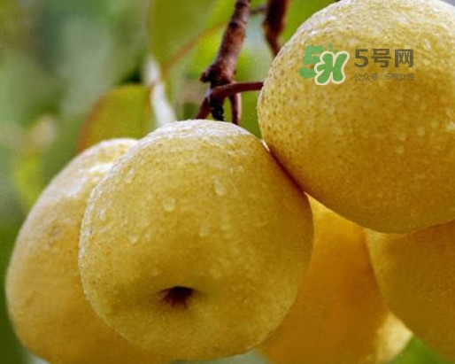 碭山梨怎么讀？碭山梨吃著為什么那么松軟