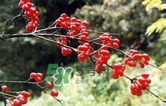 怎么看男人腎好不好？男人腎虛吃什么調(diào)理？