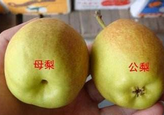 梨子有公母之分嗎？梨子怎么分辨公母