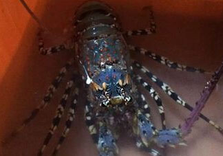 中華錦繡龍蝦能吃嗎？中華錦繡龍蝦能吃嗎？