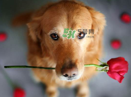 七夕可以提前送花嗎？七夕節(jié)提前幾天送花好？