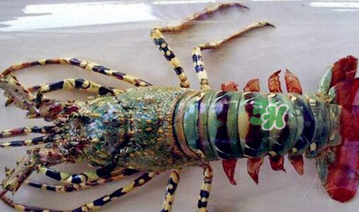 中華錦繡龍蝦能吃嗎？中華錦繡龍蝦能吃嗎？