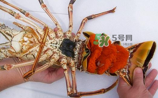 中華錦繡龍蝦能吃嗎？中華錦繡龍蝦能吃嗎？