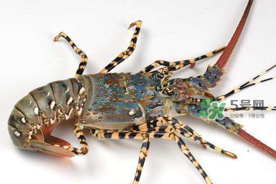 中華錦繡龍蝦怎么做？中華錦繡龍蝦怎么吃？