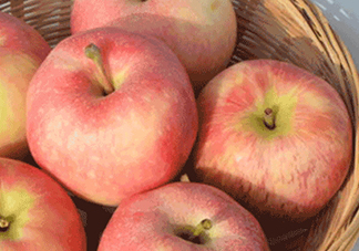 嘎啦蘋果多少錢？嘎啦果多少錢一斤