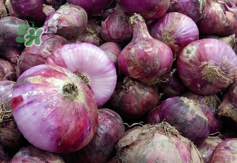 皮芽子是什么東西？皮芽子怎么做好吃