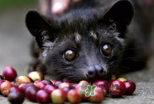 貓屎咖啡是怎么來的？貓屎咖啡的由來