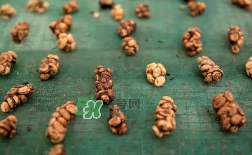 貓屎咖啡是怎么來的？貓屎咖啡的由來