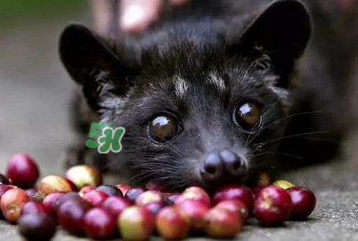 貓屎咖啡是貓屎做的嗎？貓屎咖啡是什么貓的屎