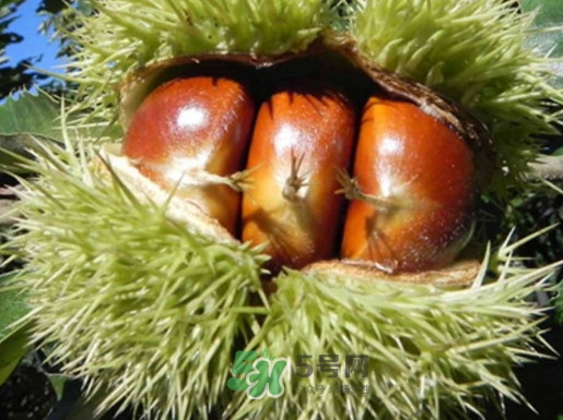 板栗多少錢一斤？糖炒栗子多少錢一斤