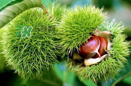 哪里產(chǎn)的板栗最好吃？板栗怎么挑選