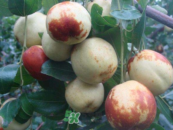 梨棗多少錢一斤 梨棗的熱量 梨棗多少錢一斤 梨棗的熱量